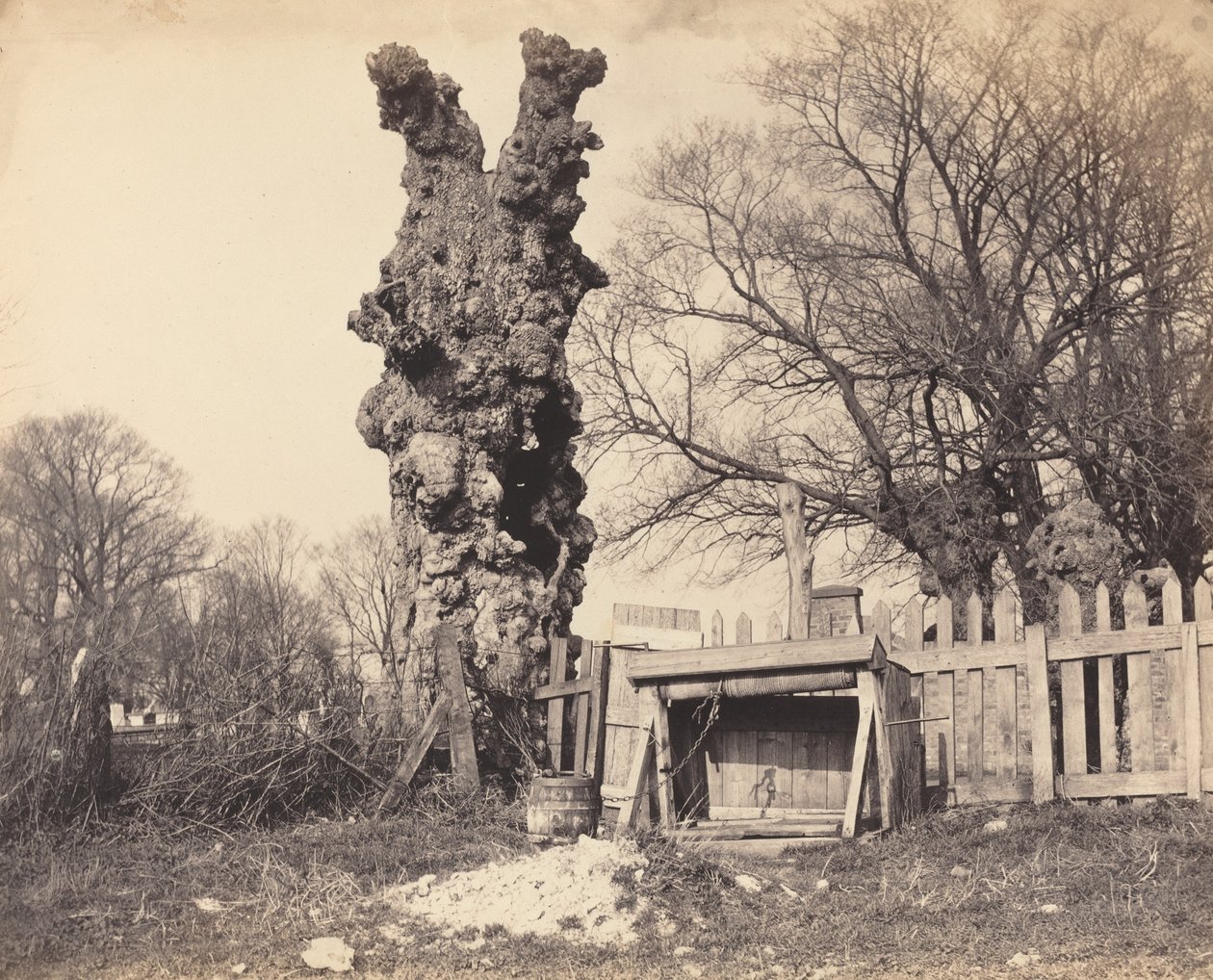 Old Tree perto de Chatham, década de 1850. de Unbekannt