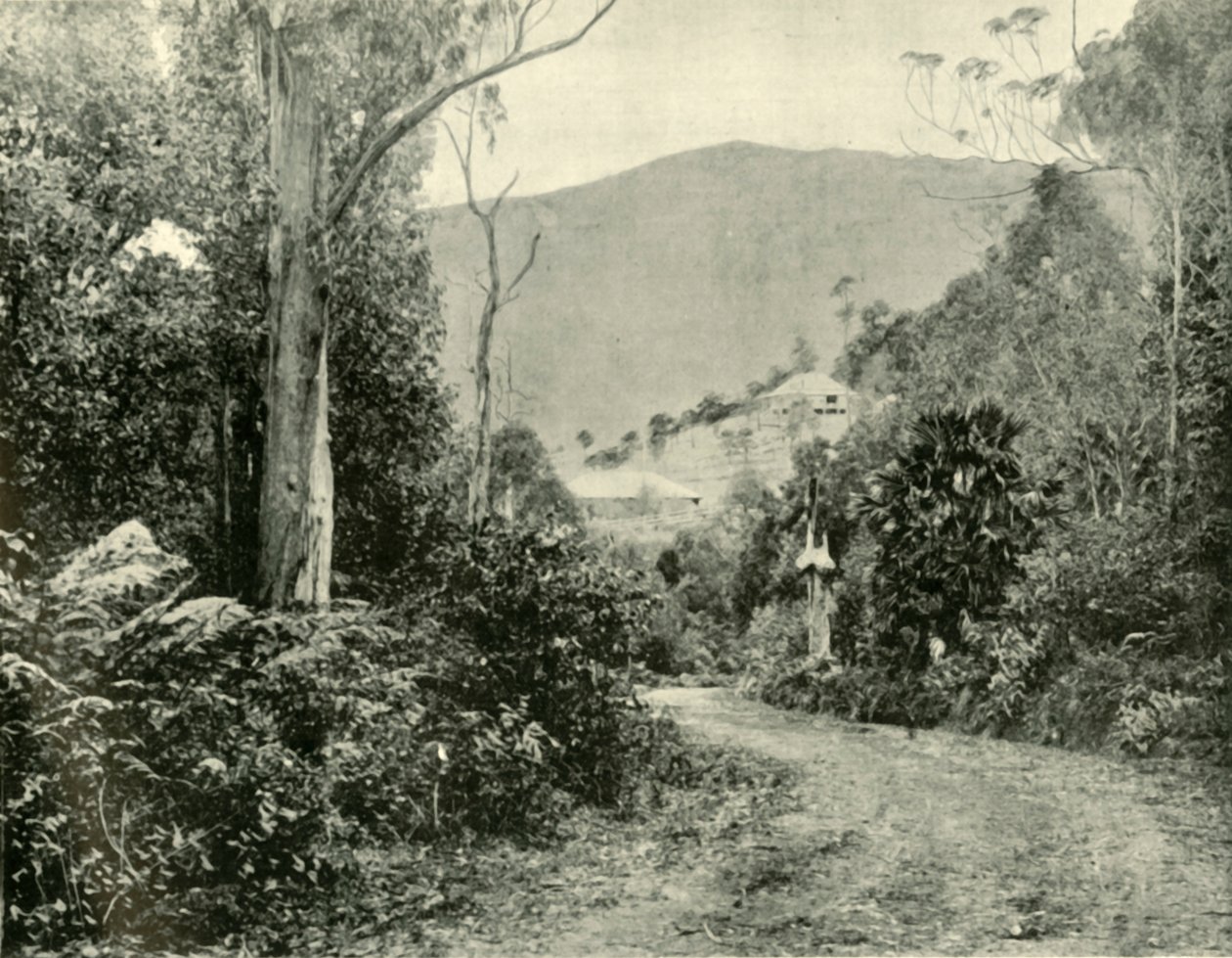 Na estrada de Illawarra, NSW, 1901. de Unbekannt
