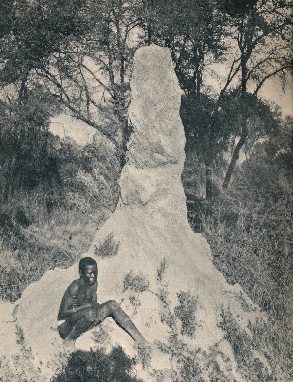 Um dos montes de formigas gigantes, peculiar a alguns distritos da África do Sul, c1900. de Unbekannt