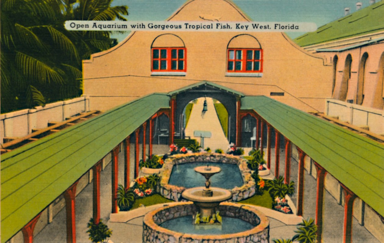 Aquário aberto com lindos peixes tropicais, Key West, Flórida, c1940s de Unbekannt