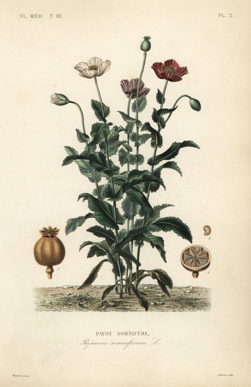 Papoila opiácea, Papaver somniferum, Pavot somnifere de Unbekannt