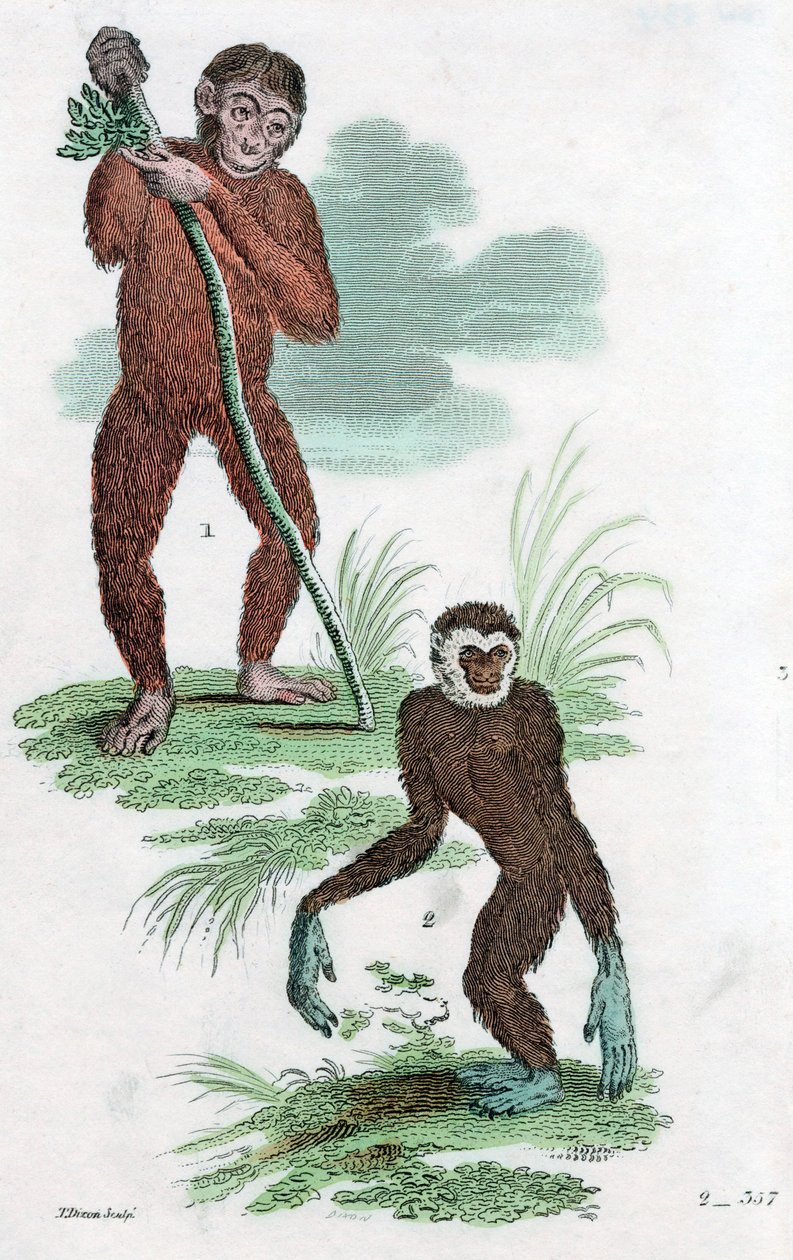 Orang Utang e Gibbon, 1822 de Unbekannt