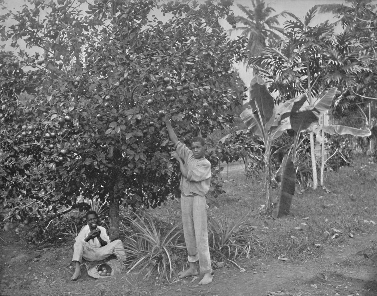 Colheita de laranja na Jamaica, século XIX de Unbekannt