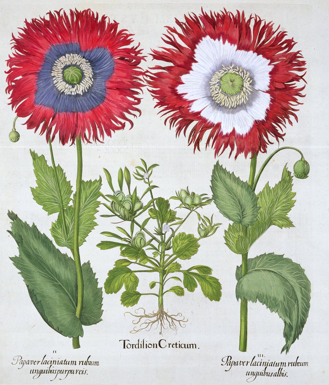 Papoilas ornamentais, 1613 de Unbekannt