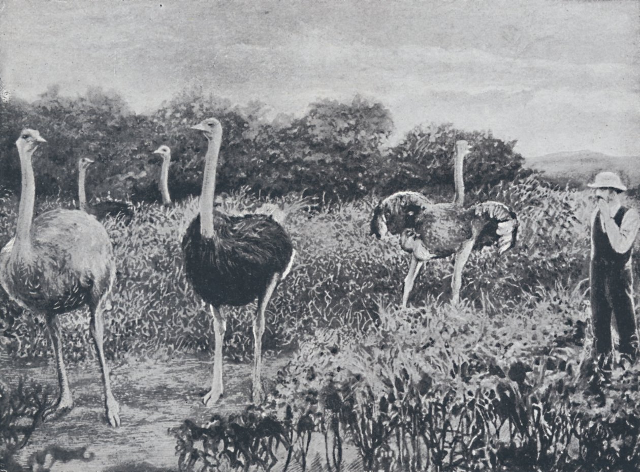 Avestruzes, 1924 de Unbekannt
