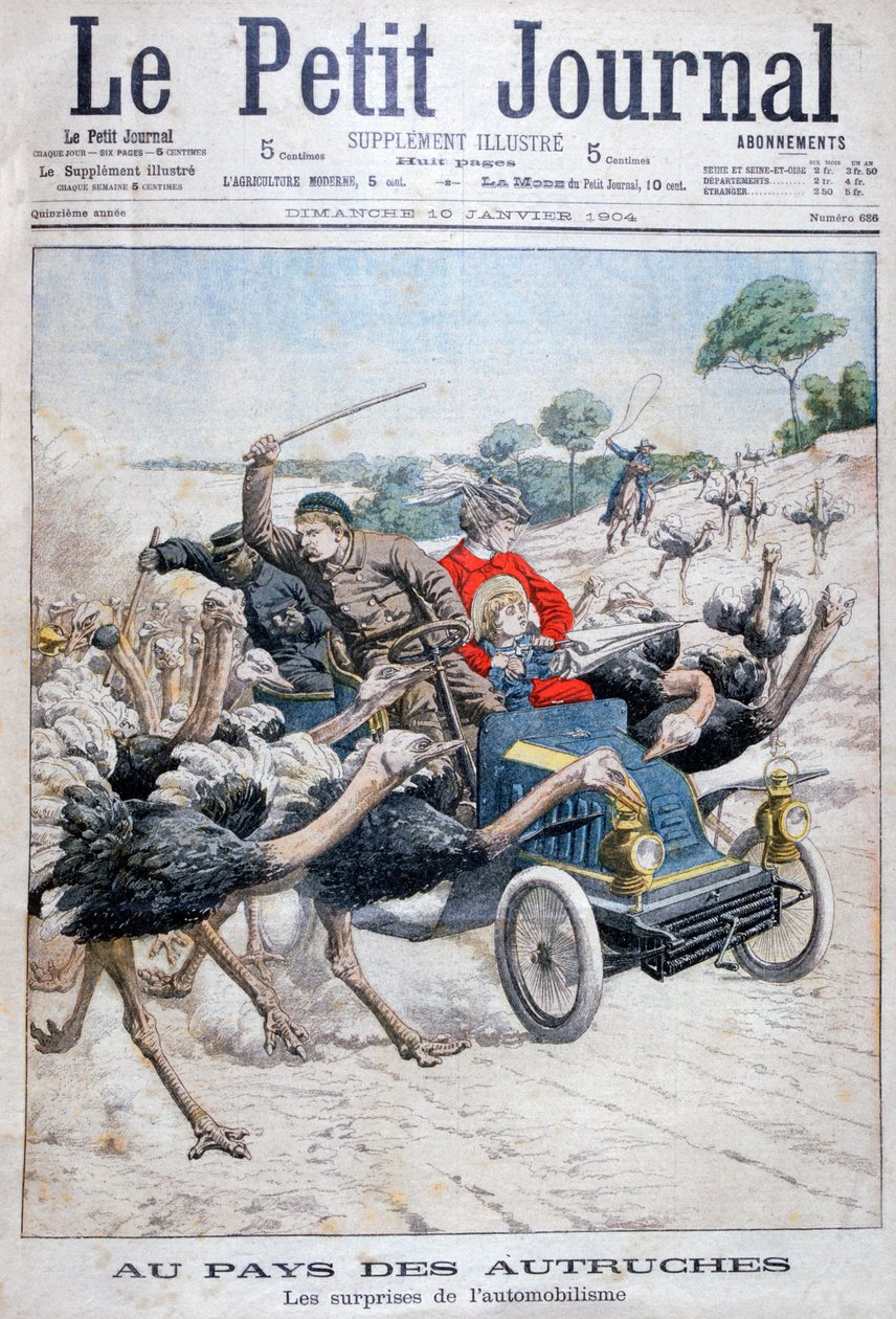 Avestruzes atacando um carro, Califórnia, EUA, 1904 de Unbekannt