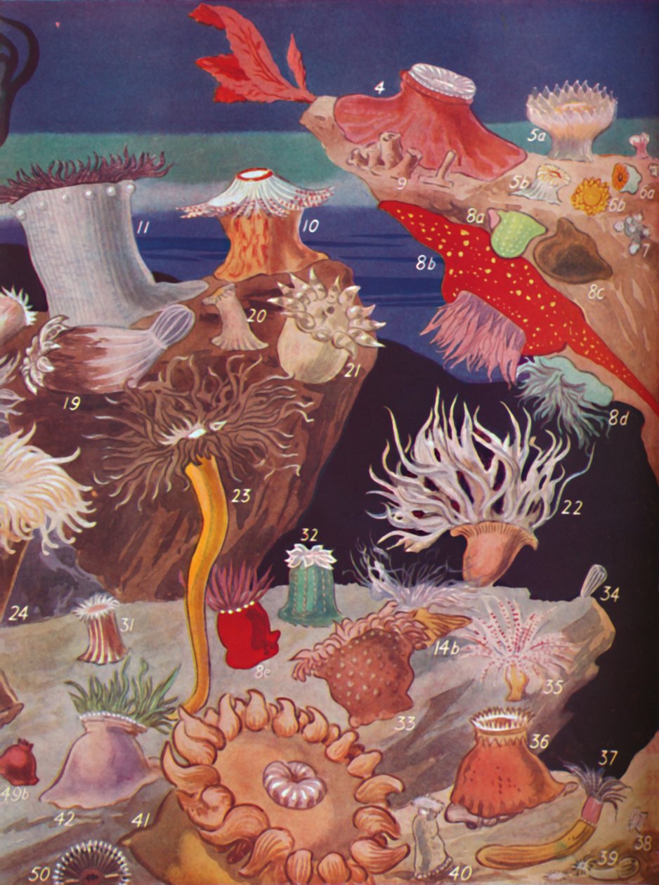 Mais de cinquenta variedades de anêmonas-do-mar, 1935 de Unbekannt