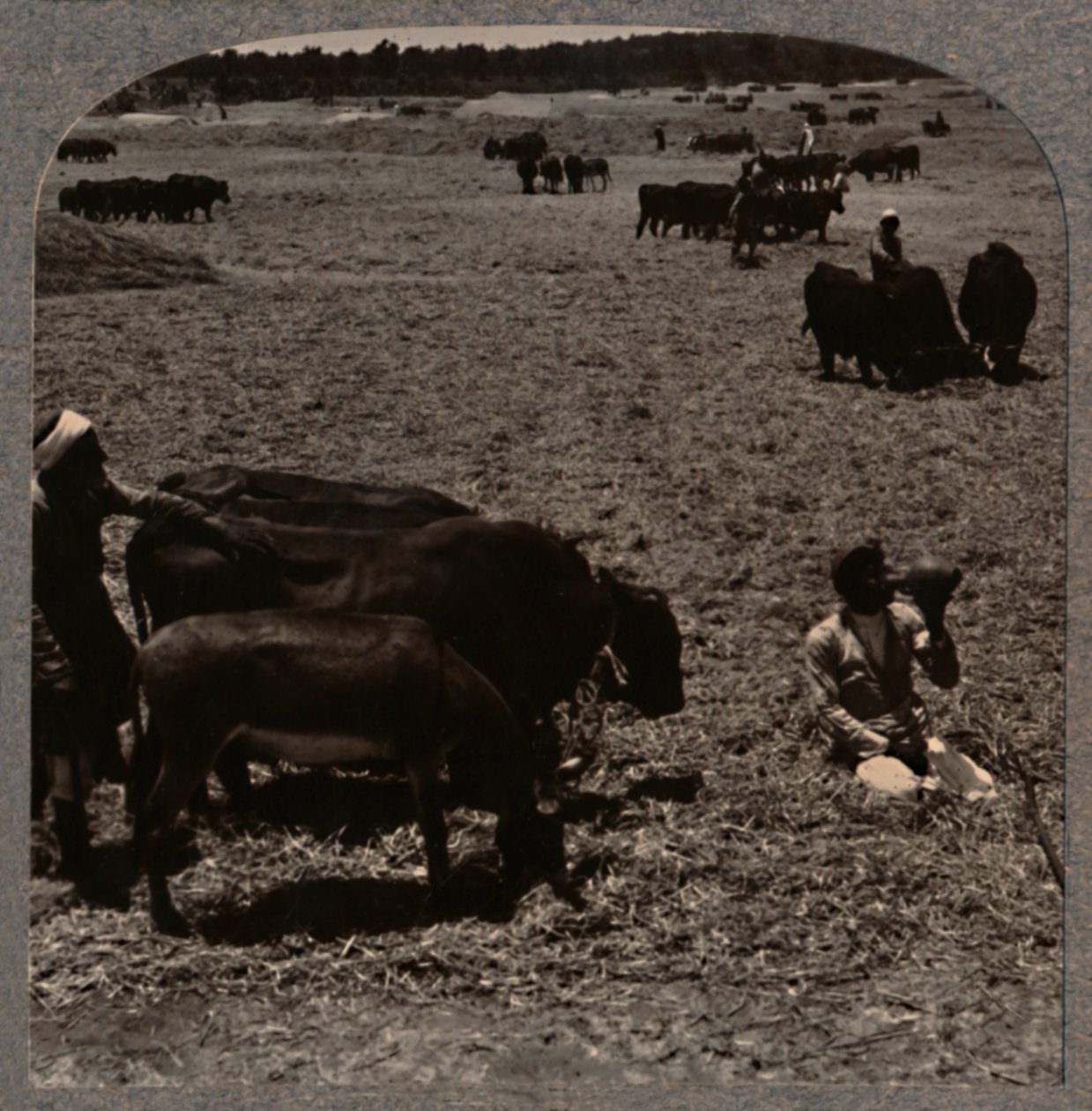 Bois que pisam o milho, c1900 de Unbekannt