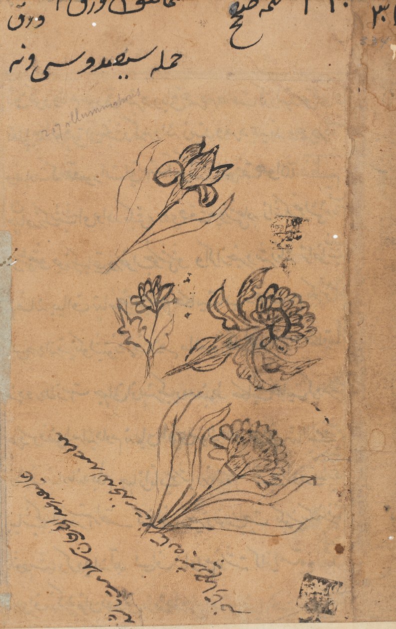 Página de Tales of a Parrot Nome: página de texto, c. 1560. de Unbekannt