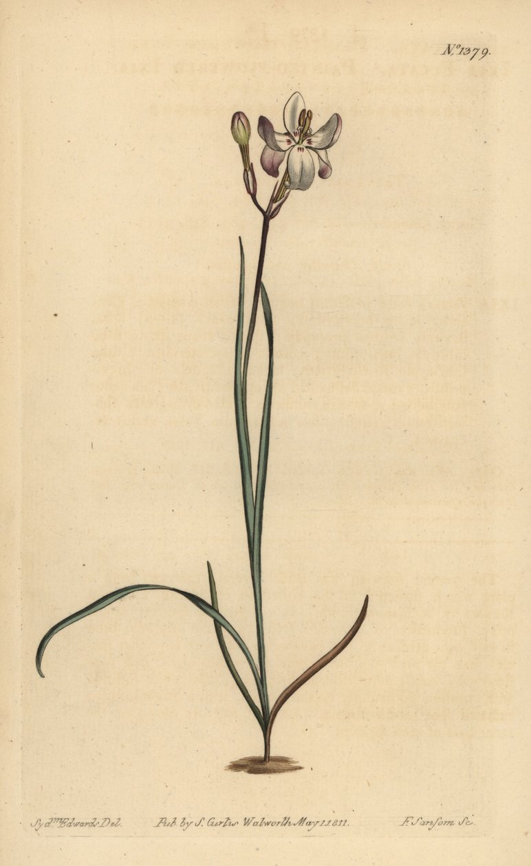 Ixia florida pintada, Ixia fucata de Unbekannt