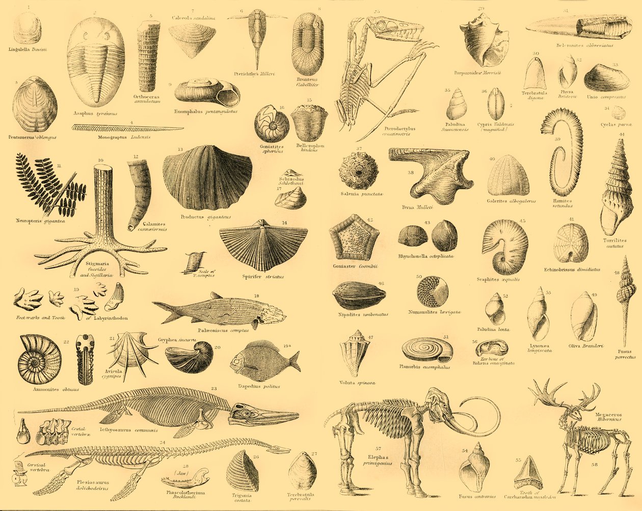 Paleontologia, c1910. de Unbekannt