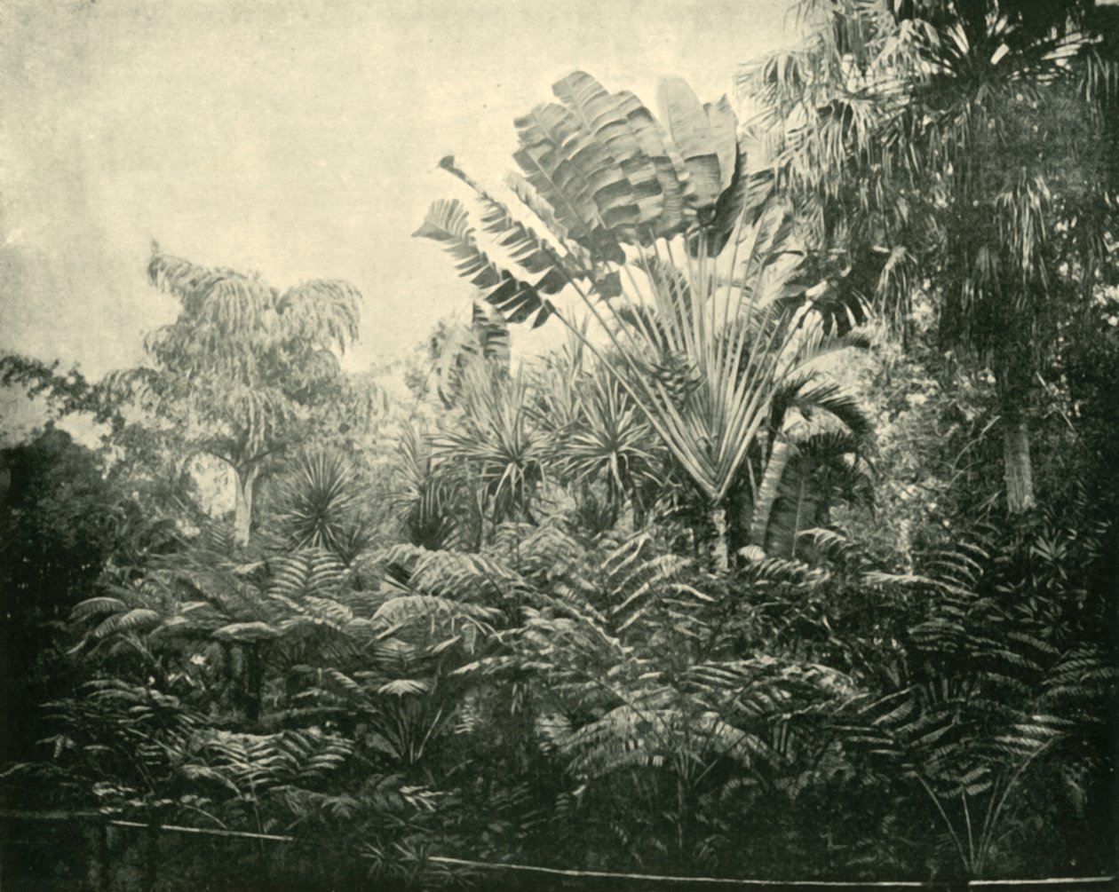 Palm and Fern Island, Jardim Botânico, Brisbane, 1901. de Unbekannt