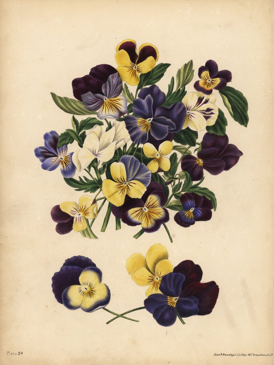 Pansies, Pensees, ou Heart
