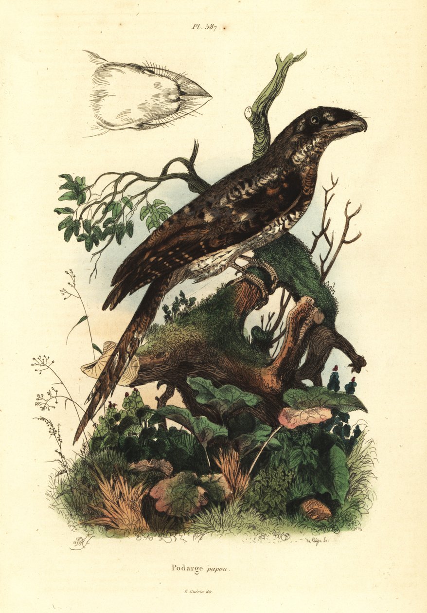 Boca de Papuan, Podargus papuensis Podargus papou de Unbekannt