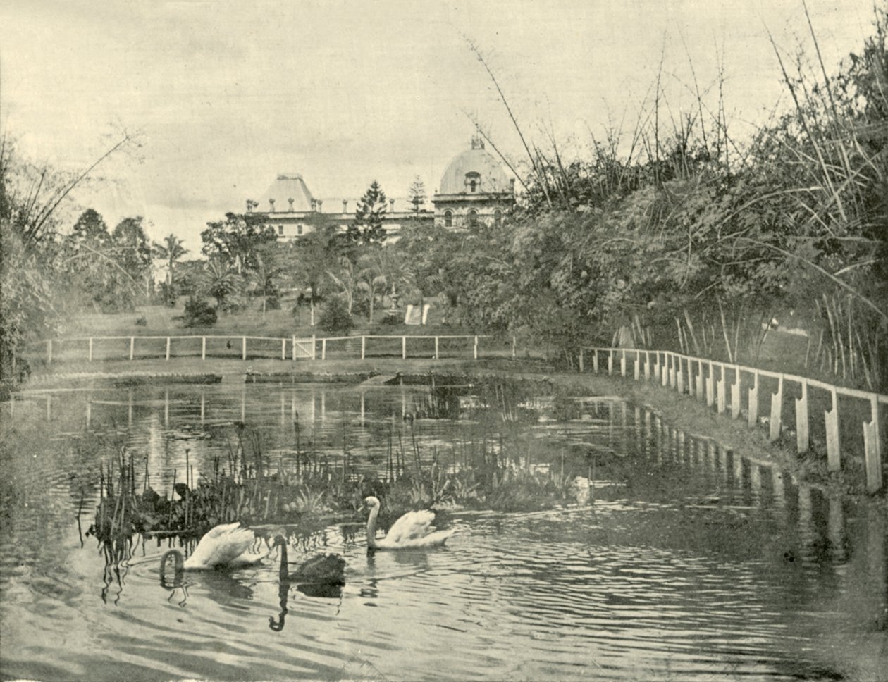 Lagoa do papiro, jardins botânicos de Brisbane, 1901. de Unbekannt