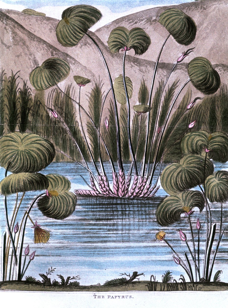 Papiro de junco Cyperus papyrus, 1823 de Unbekannt