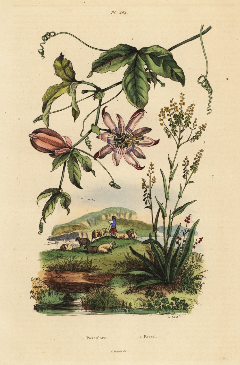 Passionflower, Passiflora uraniae 1, e dyer