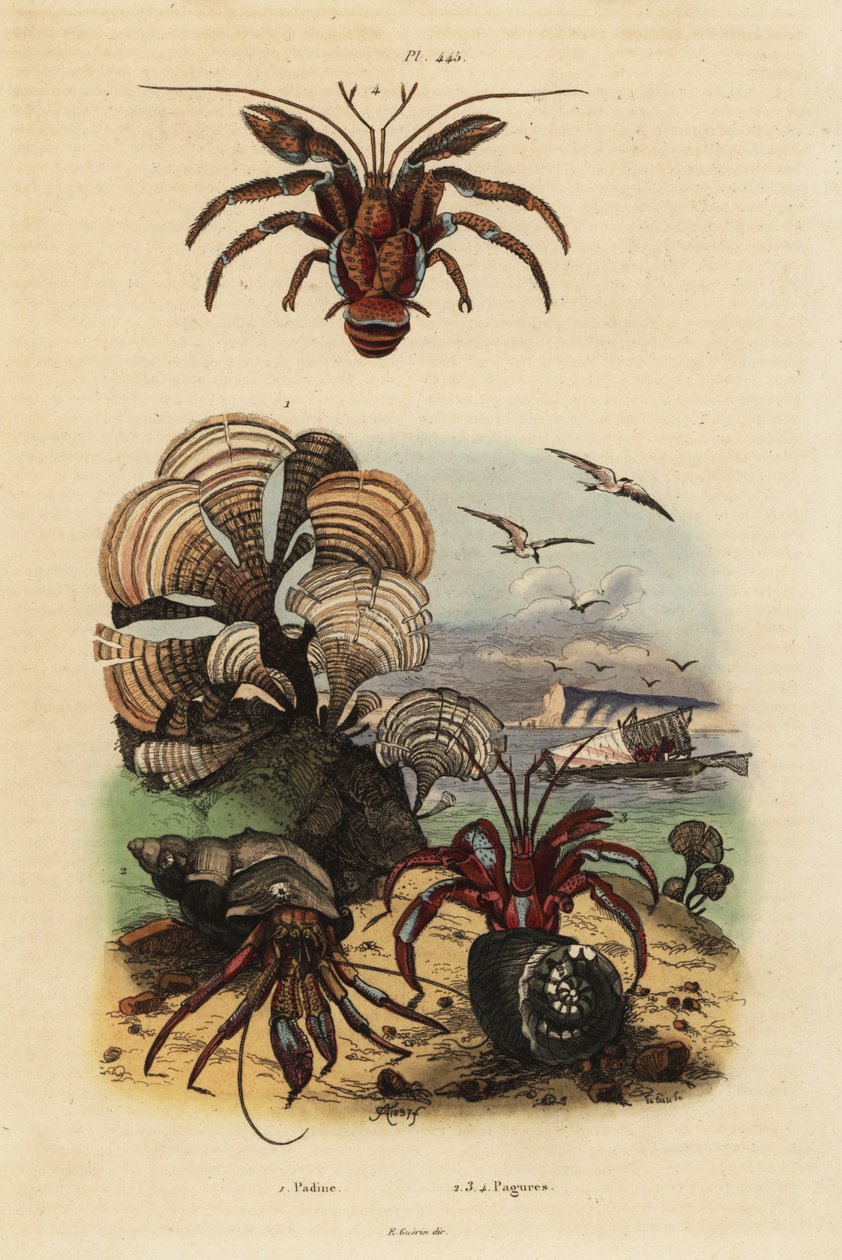 Algas da cauda do pavão, Padina pavonica 1, caranguejo eremita comum, Pagurus bernhardus 2, caranguejo eremita de olhos azuis, Paragiopagurus diogenes 3, e Pagurus alatus 4 de Unbekannt