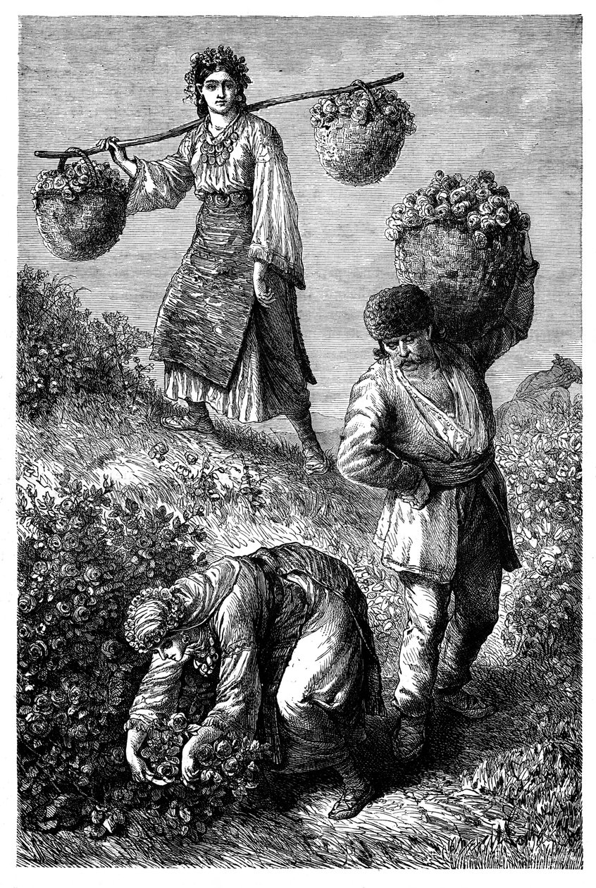 Camponeses que colhem rosas em Roumelia, c1890 de Unbekannt