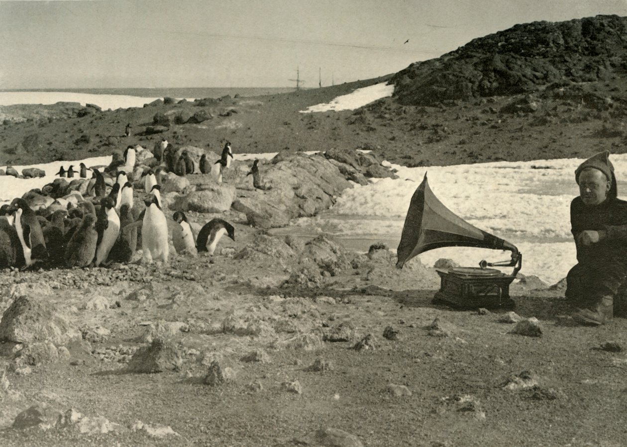 Pinguins ouvindo gramofone durante o verão de 1908, 1909 de Unbekannt