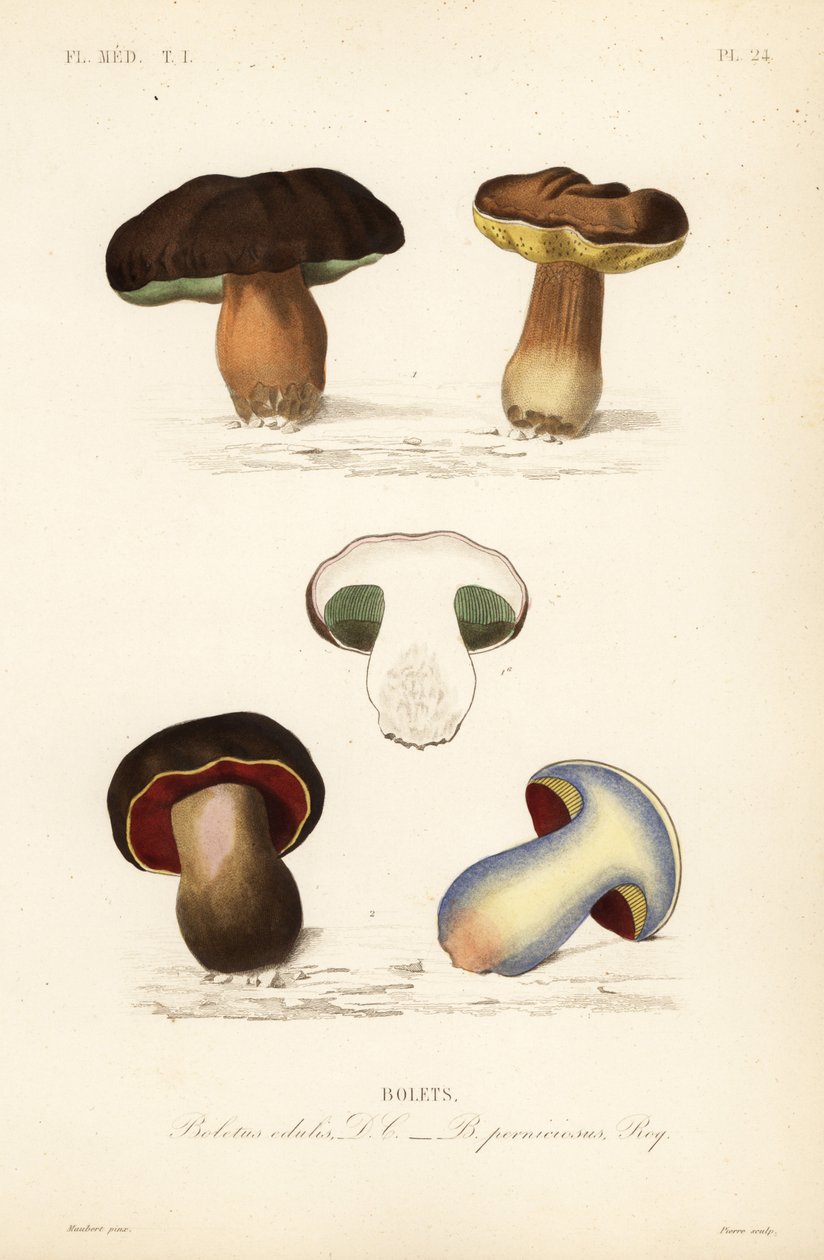 Pão de centavo ou cogumelo porcini, Boletus edulis, e o boleto de escória, Suillellus luridus, Boletus perniciosus de Unbekannt