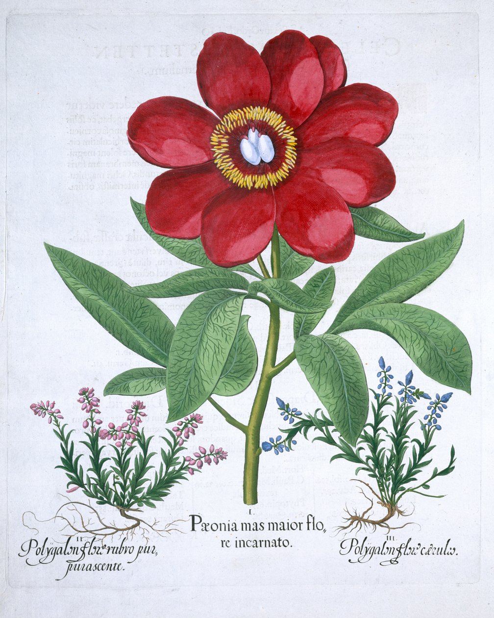 Peônia e dois polígalos, 1613 de Unbekannt