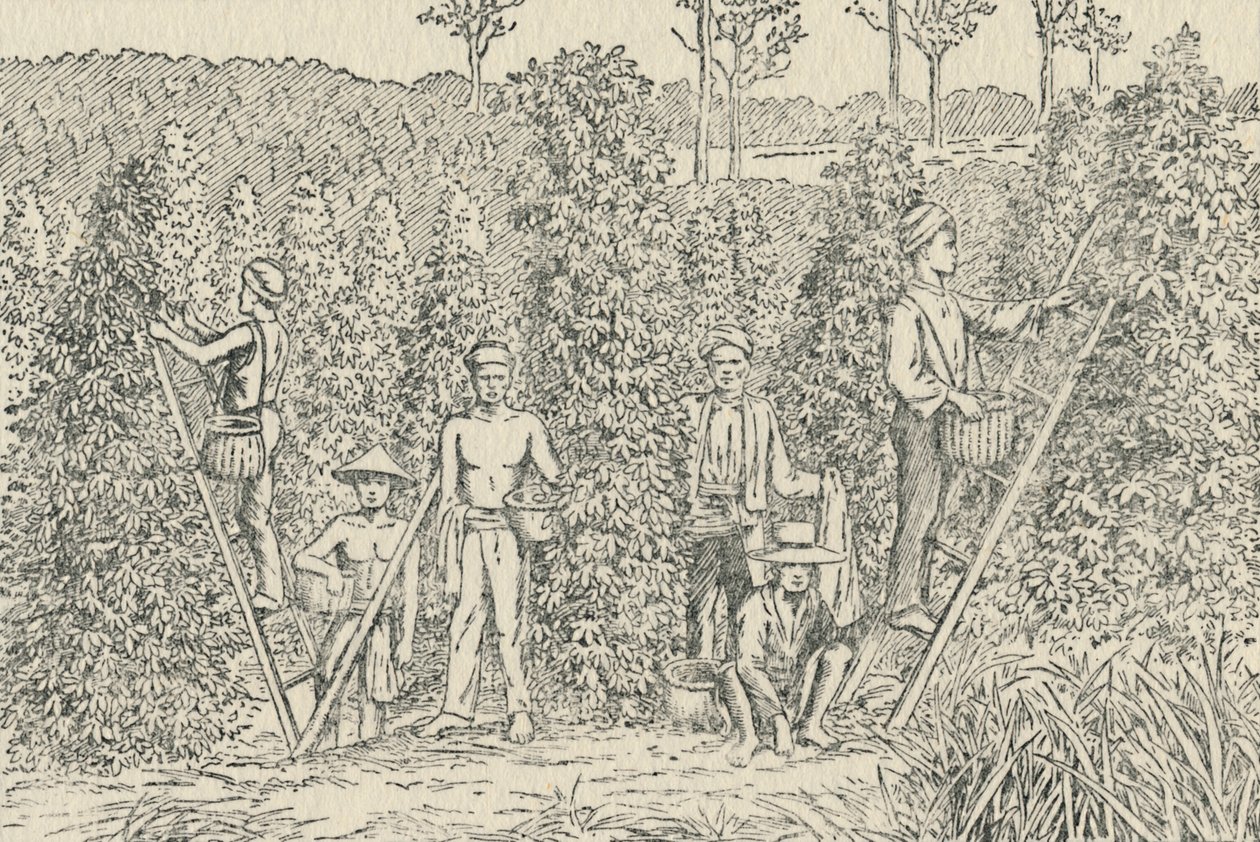 Plantação de pimenta, 1924 de Unbekannt