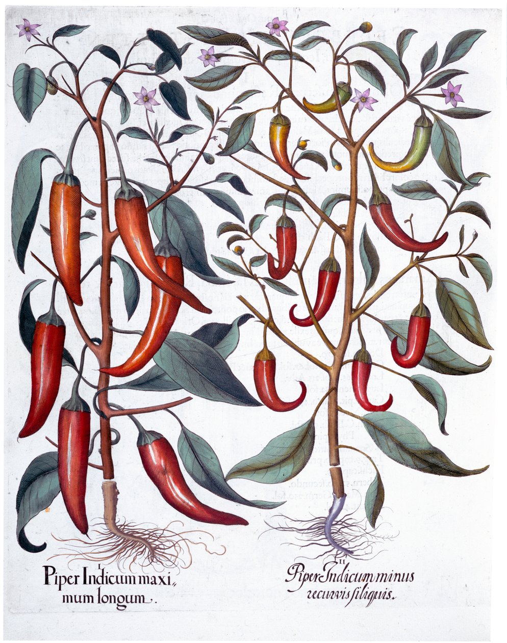 Pimentas, 1613 de Unbekannt