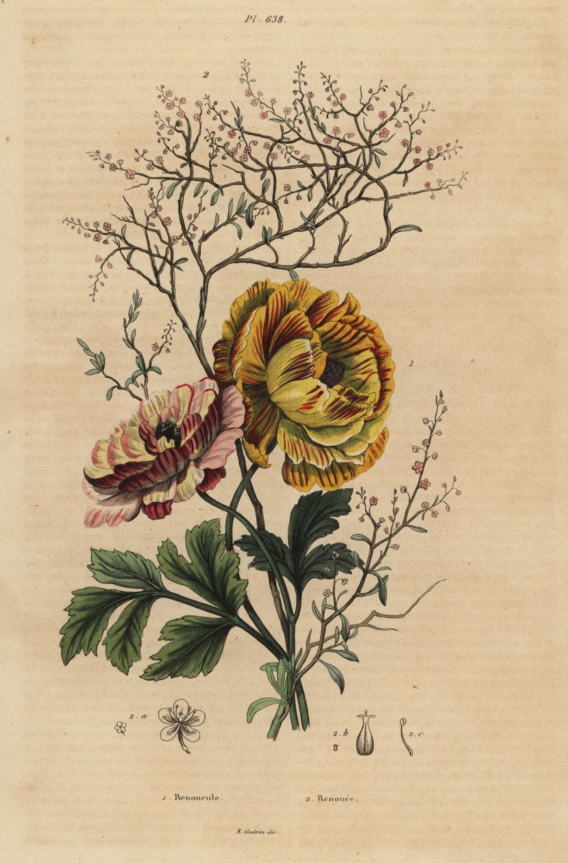 Ranunculus asiaticus 1, Ranunculus asiaticus 1, e Índigo chinês, Persicaria tinctoria 2. Renoncule, Renouee de Unbekannt