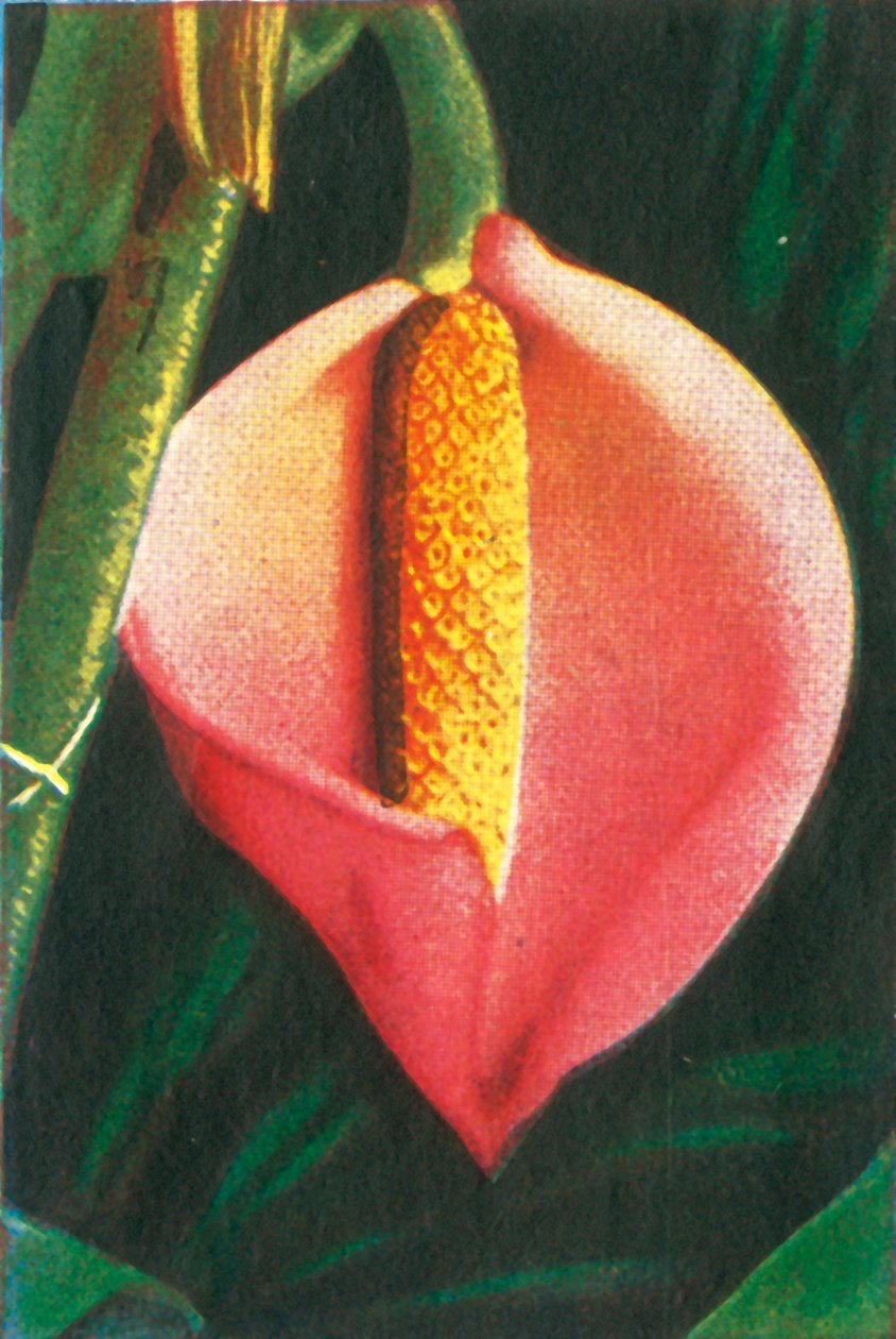 Philodendron, c1928. de Unbekannt