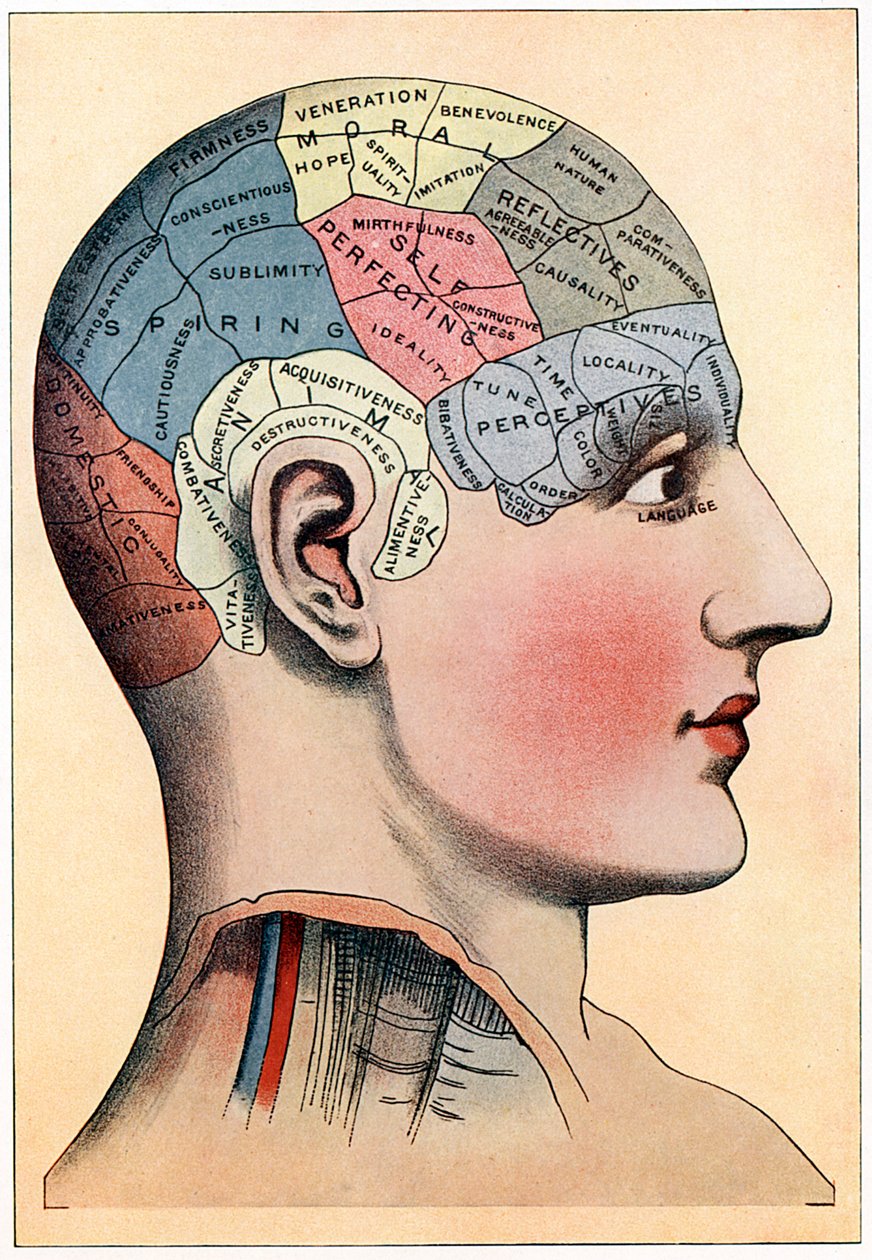 Gráfico de frenologia, mostrando áreas presumidas de atividade do cérebro, c1920 de Unbekannt