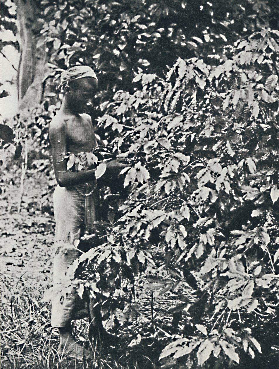 Colheita de café, 1916 de Unbekannt