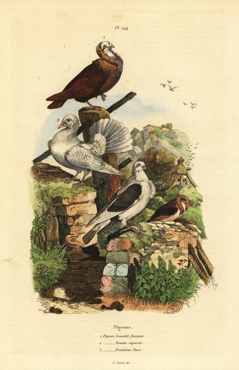 Raças de Pombo Columba livia: cravatte francais, nonain capucin, trembleur paon de Unbekannt