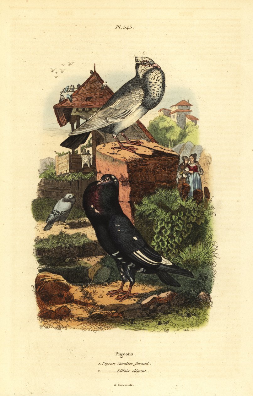 Pombos Columba livia raças: pombo cavalier faraud, pombo lillois elegante de Unbekannt