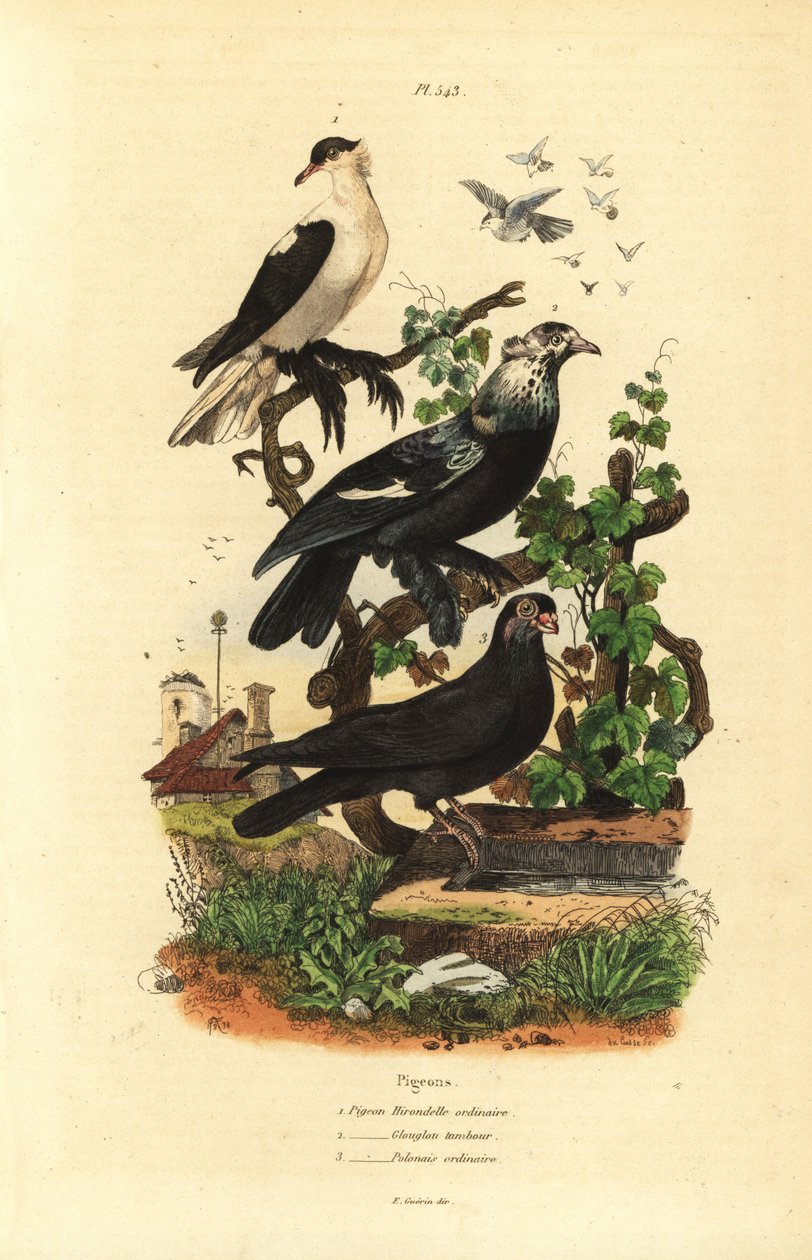 Pombo variado, Columba livia: andorinha, tambor de engolir, polaco de Unbekannt
