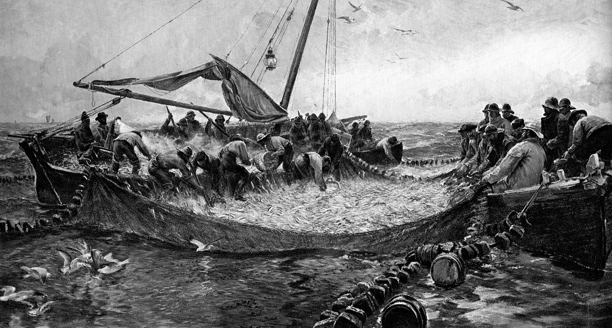 Pilchards, 1900 de Unbekannt