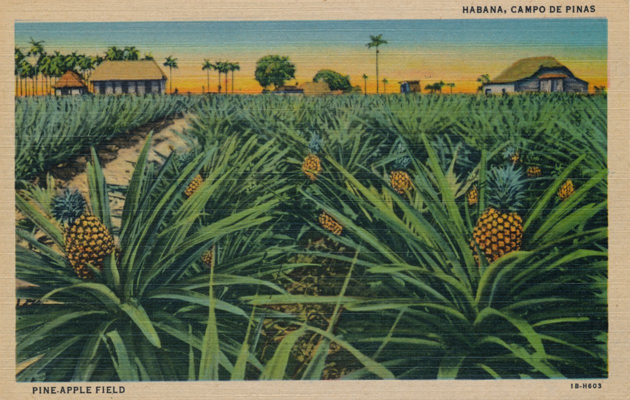 Campo Pine-Apple - Havana, Campo De Pinas, c1910 de Unbekannt