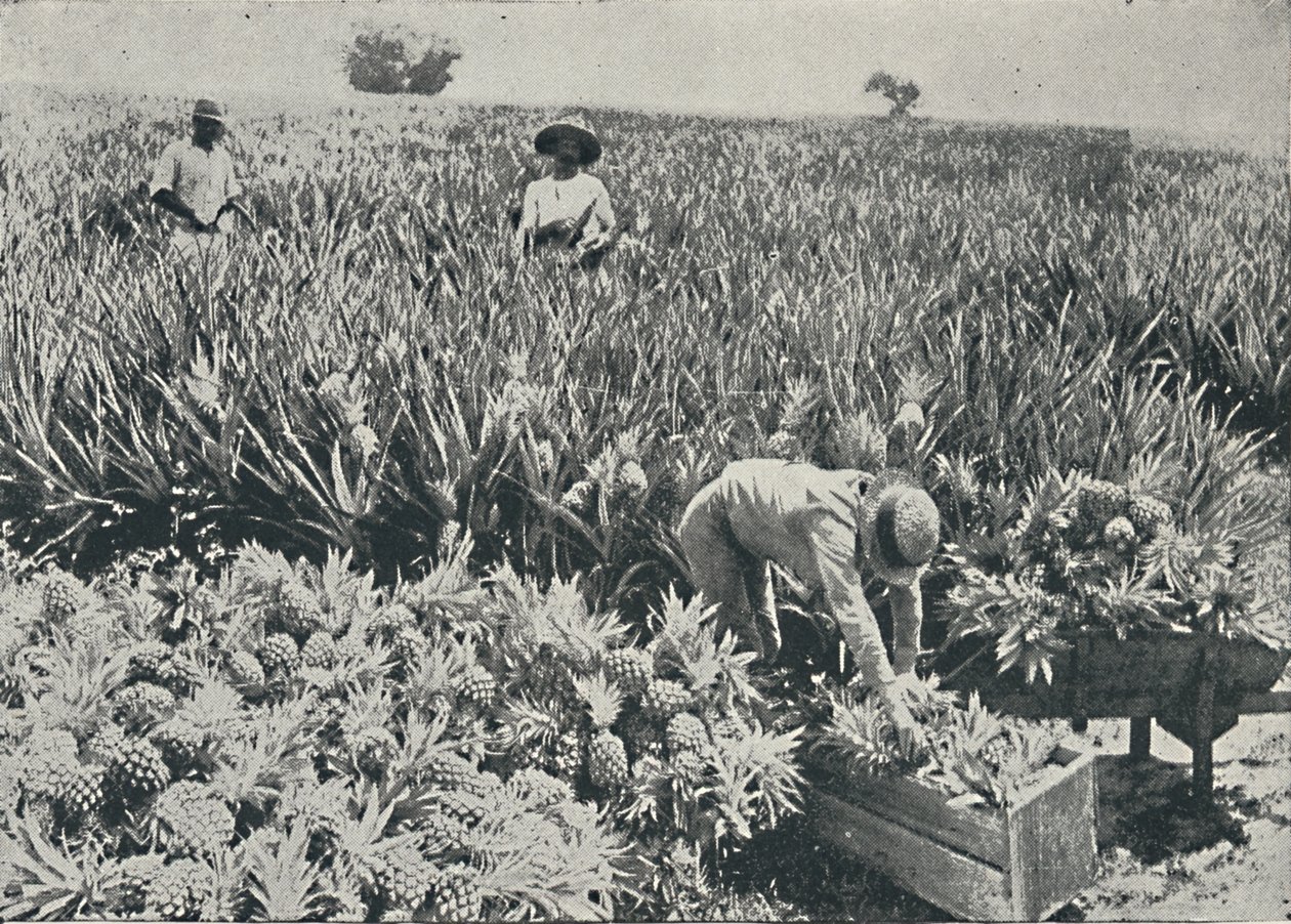 Plantação de pinho-maçã, 1916 de Unbekannt