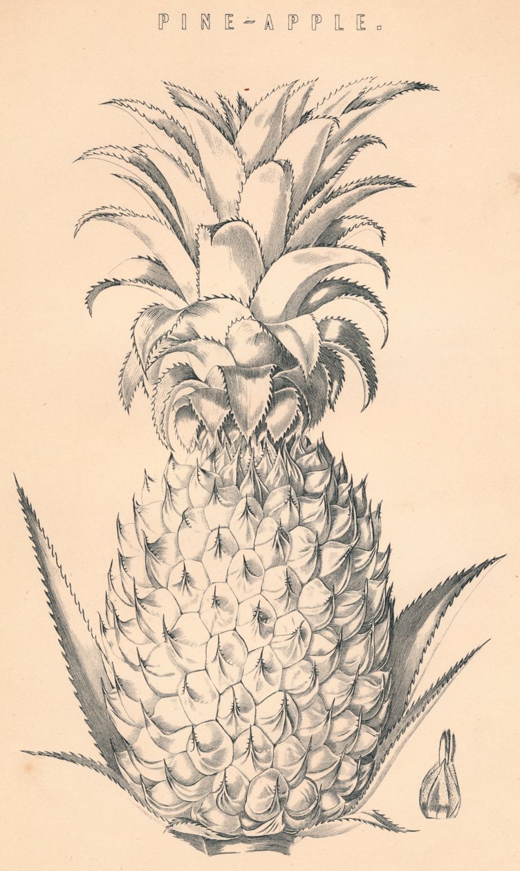 Pine-Apple, século XIX. de Unbekannt