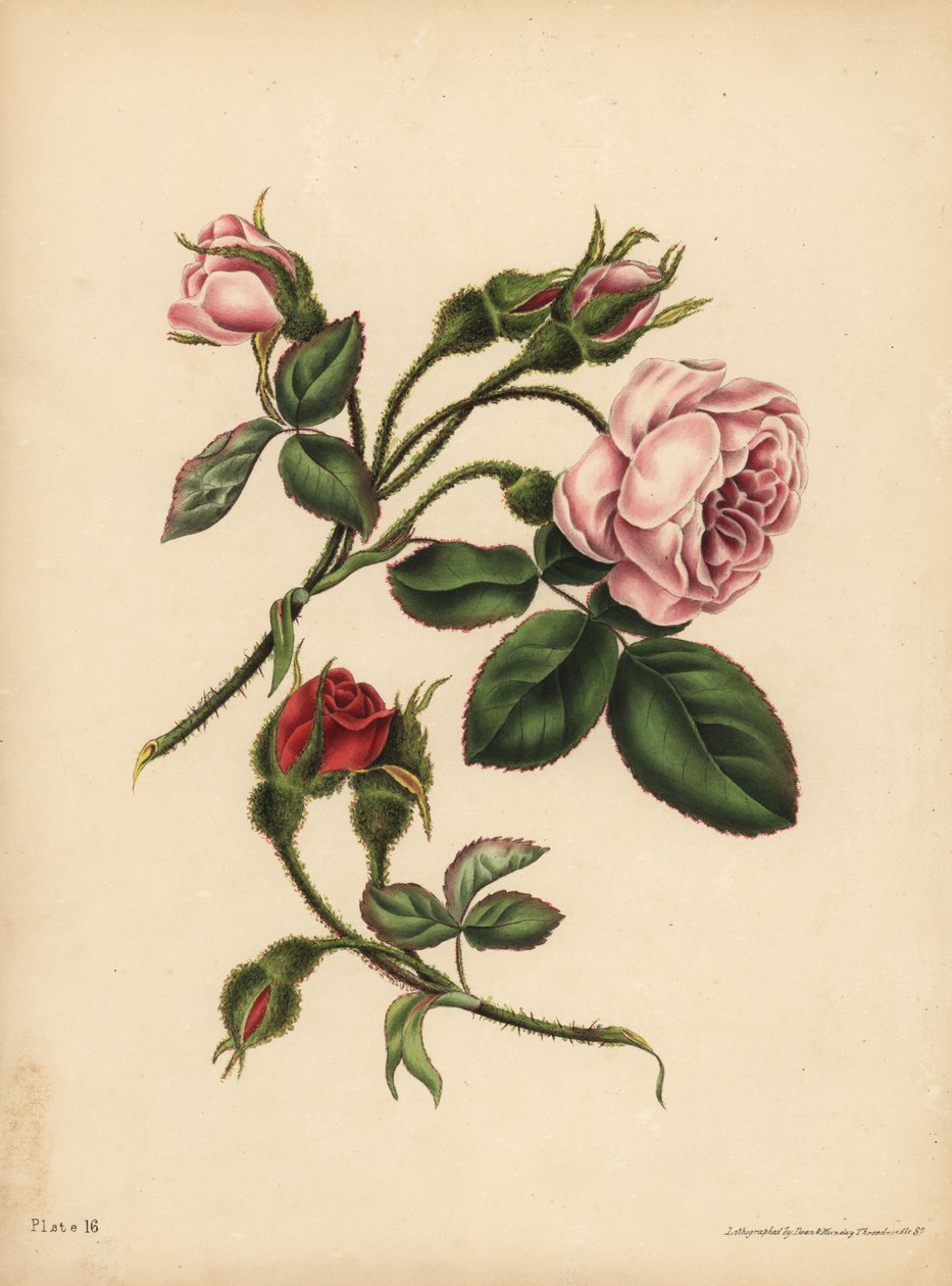 Rosa e escarlate Moss Rose-Buds, Beleza, amor e poesia de Unbekannt