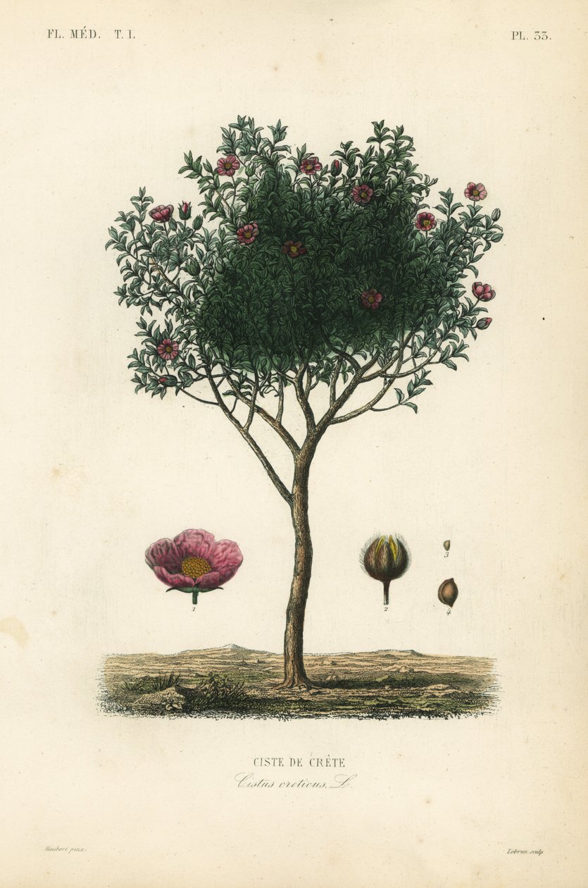 Rosa de rocha rosa ou rosa de rocha rochosa, Cistus creticus, Ciste de Creta de Unbekannt