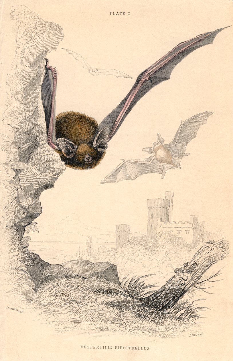 Morcego de Pipistrelle Pipistrellus pipistrellus, 1828 de Unbekannt