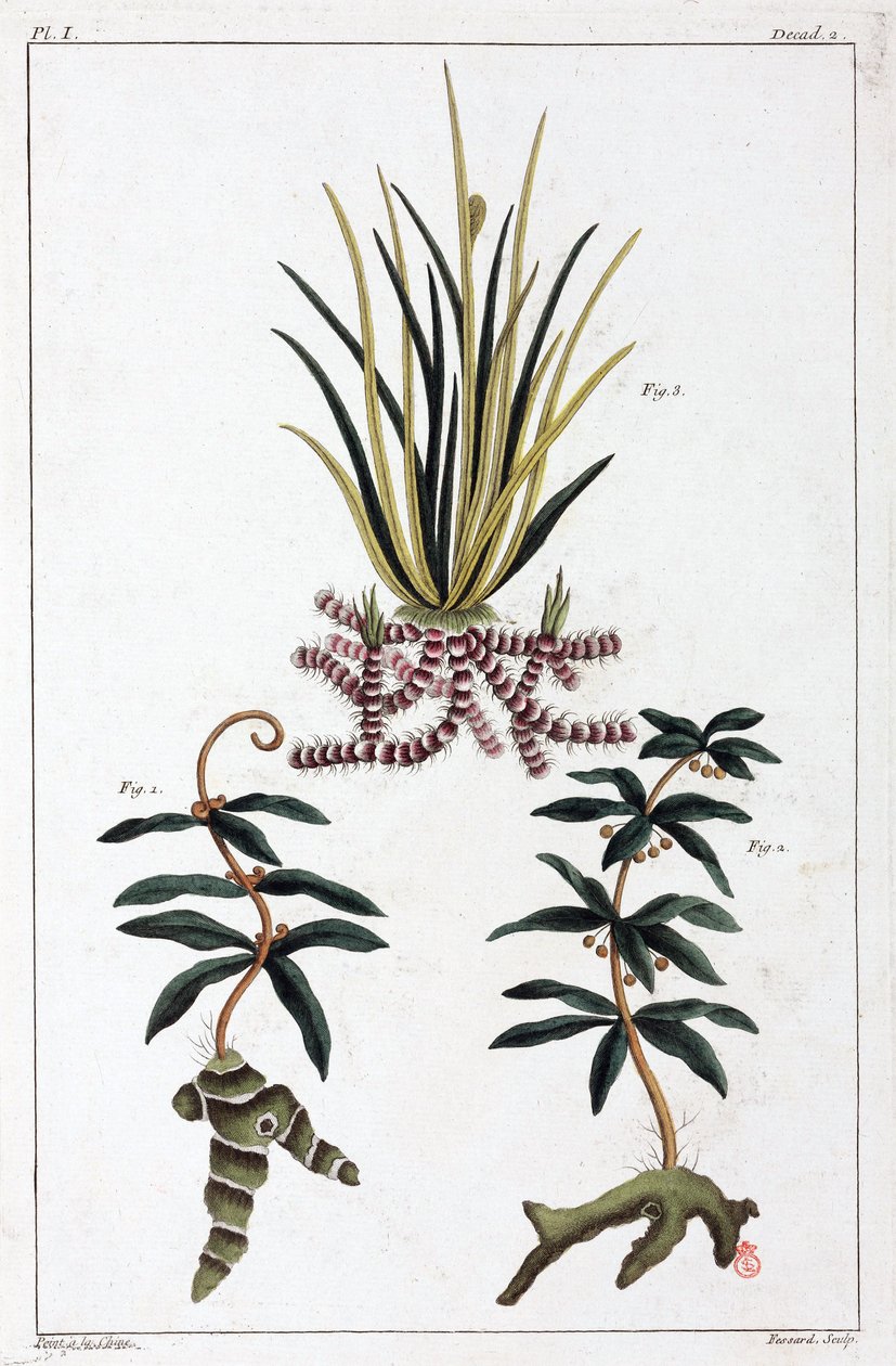 Plantas medicinais, China de Unbekannt
