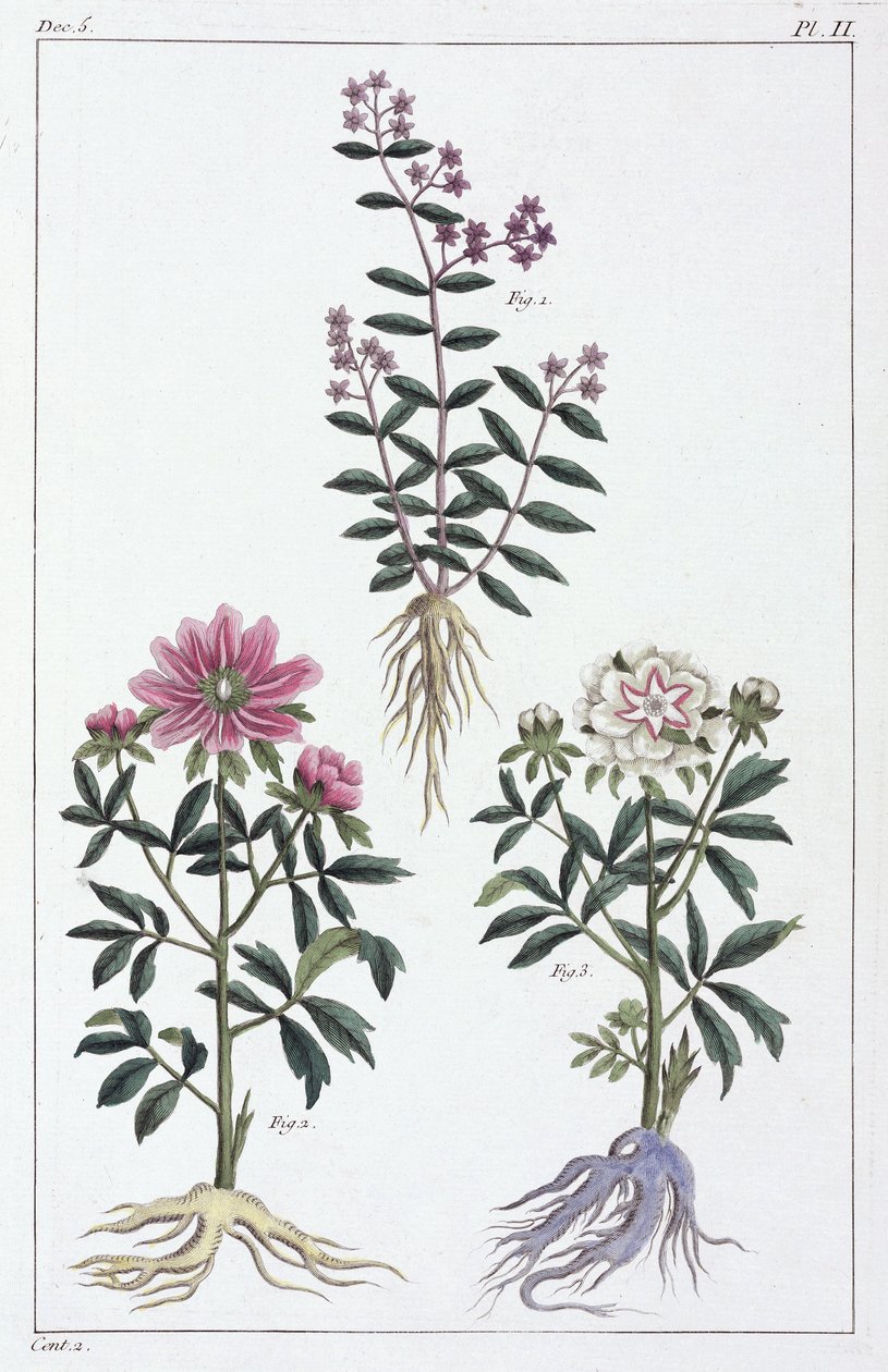 Plantas medicinais, China de Unbekannt