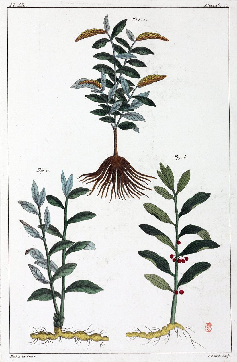 Plantas medicinais, China de Unbekannt