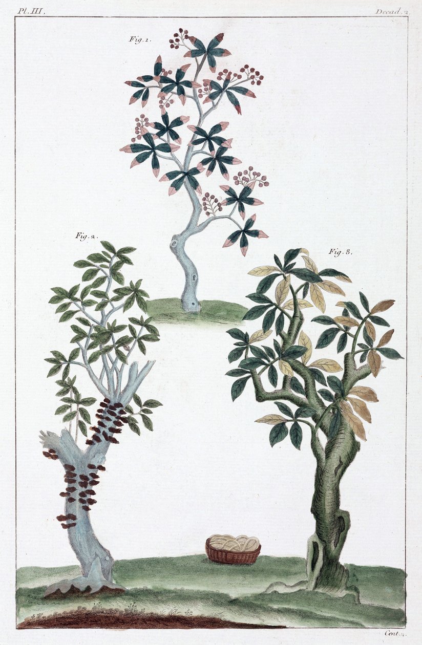Plantas medicinais, China de Unbekannt