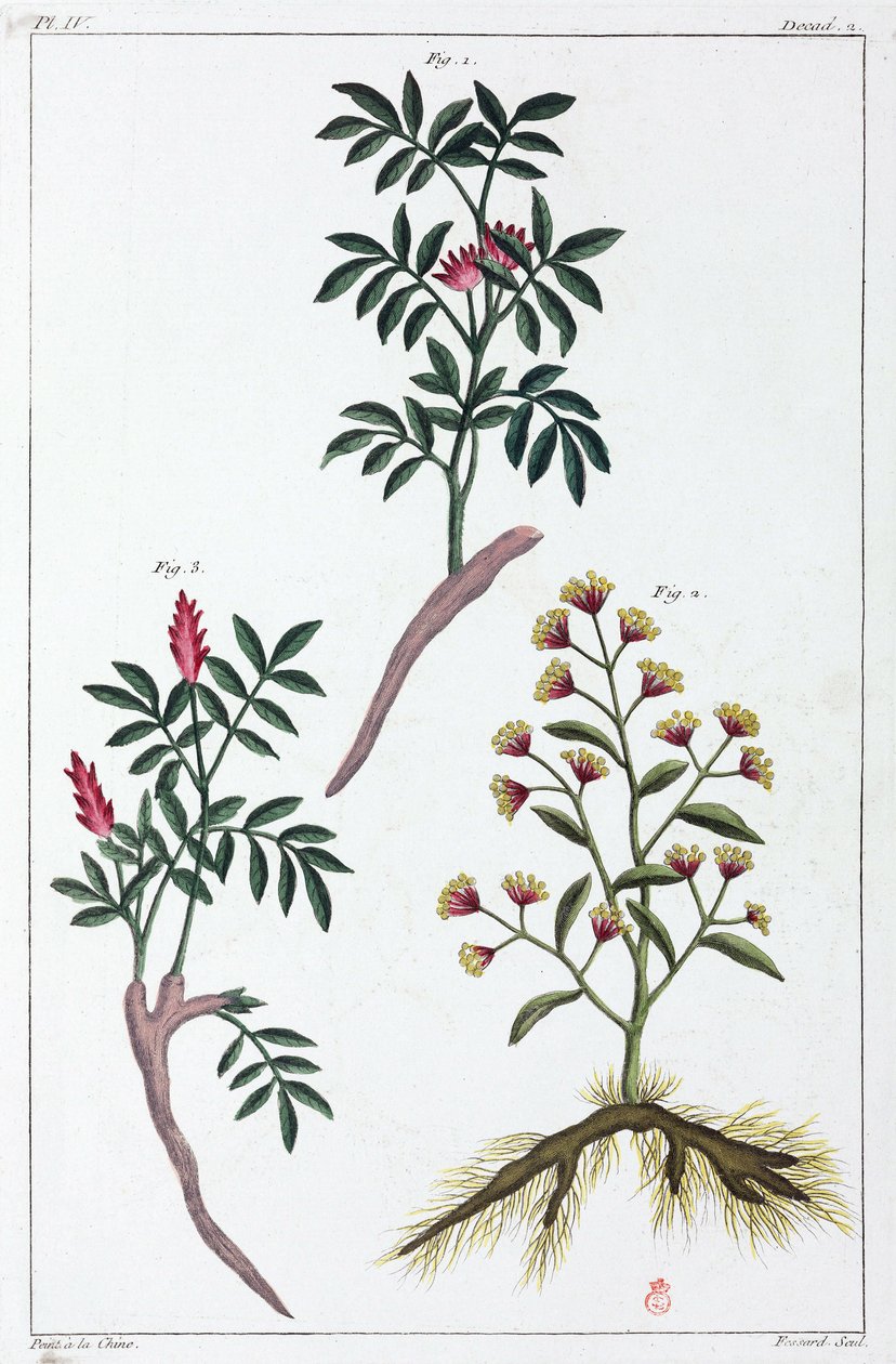 Plantas medicinais, China de Unbekannt
