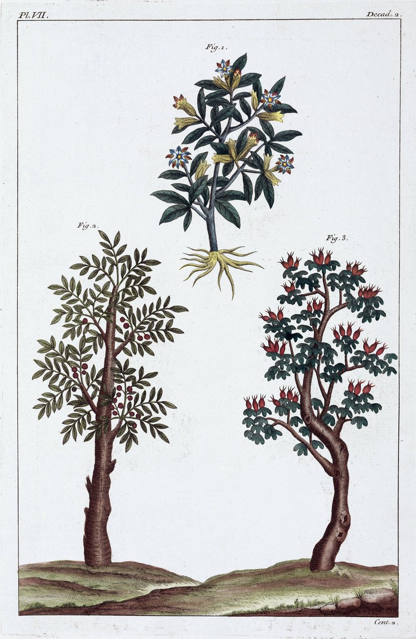 Plantas medicinais, China de Unbekannt