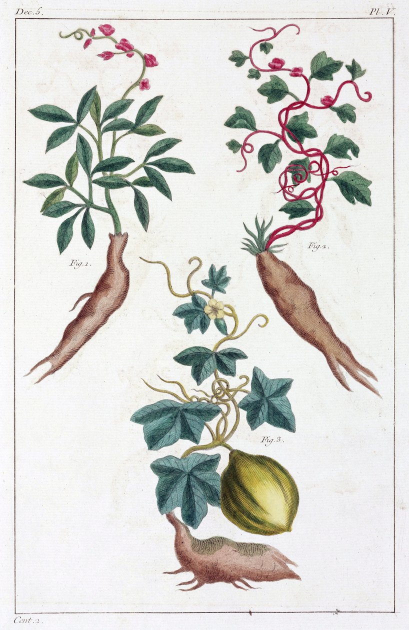 Plantas medicinais, China de Unbekannt