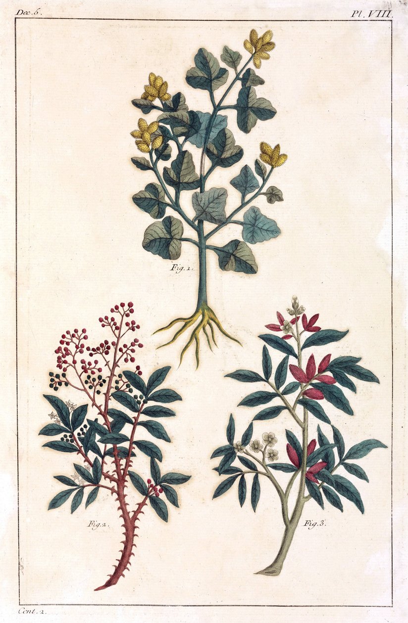 Plantas medicinais, China de Unbekannt